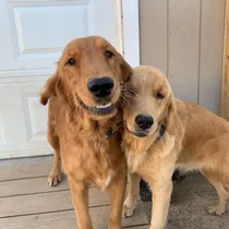 Comprar Golden Retriever Premium Selected, Pinamar Golden Retriever