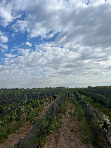 Venta De Finca Productiva En La Heras 31 Hs De Viñedos Y Riego Por Goteo