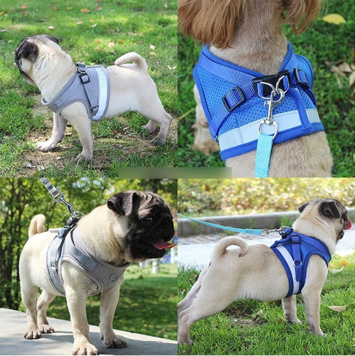 Pechera Malla Para Perros Razas Pequeñas + Correa