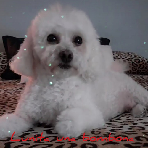 Peluquera Canina A Domicilio Y Local Propio Villa Devoto