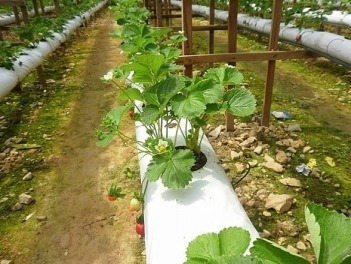 Saco Slab Para Cultivo Plantio 33cm X 1,60mts - Kit 250unid