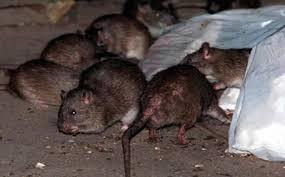 Imagen 6 de 9 de Fumigación - Desinfección - Cucarachas - Ratas - Mosquitos