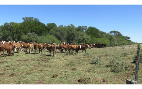 Imagen 19 de 30 de Campo Ganadero 3220 Ha - ( 420 Agrícolas ) Reconquista - Prov. De Santa Fe