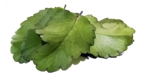 70 Hojas Frescas De Kalanchoe Pinnata