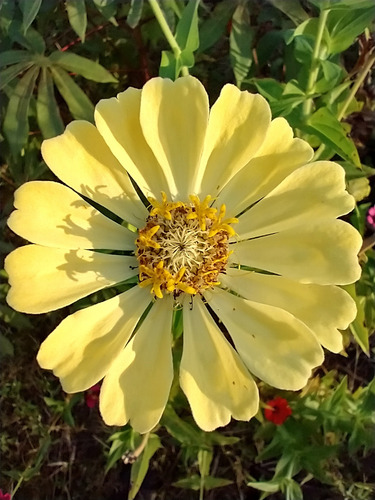 Mix De Sementes De Zinia
