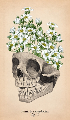 Imagen 5 de 7 de El Tarot De Anatomía Y Botánica Antiguas