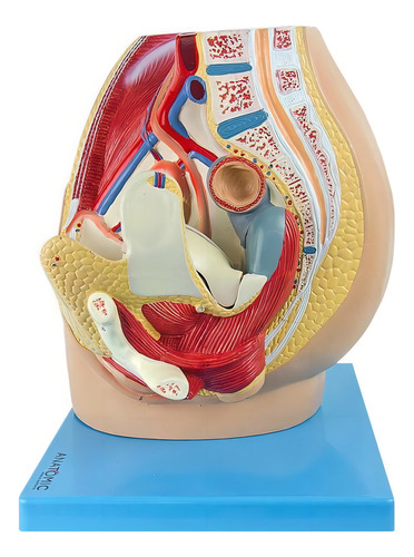 Anatomic Pelvis Feminina Em 2 Partes