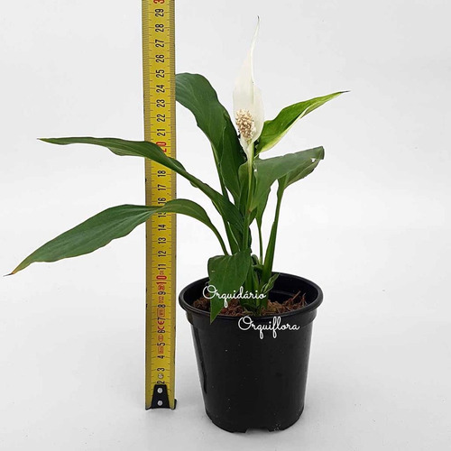 Muda Mini Lírio Da Paz Planta Adulta Natural Spathiphyllum | MercadoLivre