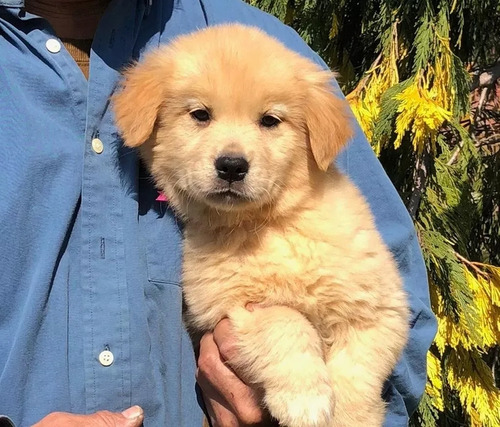 Cachorras Golden Retriever 100% Premium, Preciosas