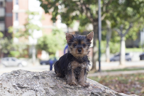 Imagen 3 de 5 de Yorkshire Terrier Miniatura Hembra