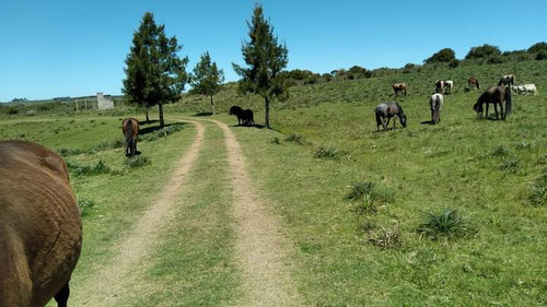 Venta Chacra De 7 Hectáreas, En Pan De Azúcar