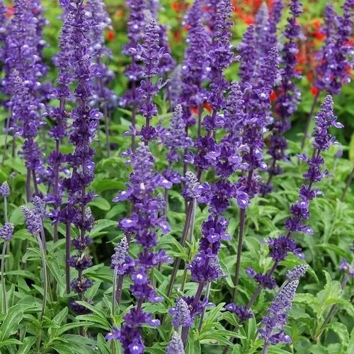 Salvia Farinacea Azul Vitoria/ 100mg De Sementes