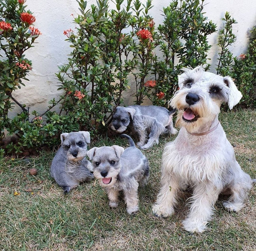 Schnauzer Mini Macho Pedigree (sal E Pimenta) - Canil Duloc