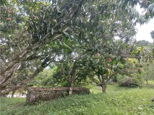 Finca En Venta En Viota Vía A La Mesa 13 Hectareas