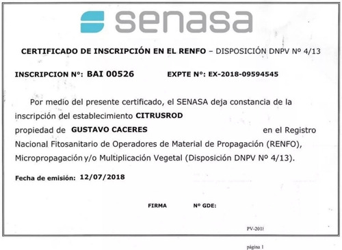 Imagen 7 de 8 de Árbol De Vereda Calistemo - No Caduca - Excelente -envíos