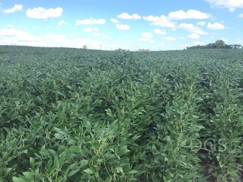 Imagen 3 de 11 de Campo De 107.000m2 En Gualeguay - Entre Rios