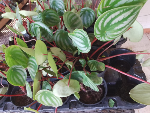 Peperomia Melancia Arbusto 20cm - 1 Unidade