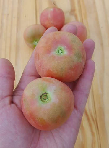 15 Semillas De Tomate Mala Cara