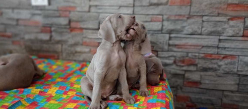 Imagen 1 de 5 de Cachorros Weimaraner