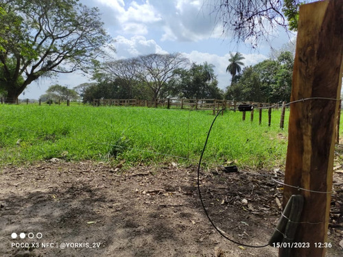 Imagen 5 de 13 de Finca En Venta En El Tambor, Mun. Obispos, Barinas