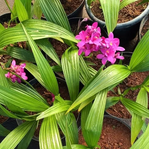 Spatoglotis Grapete Perfume Uva - Orquídea Terrestre