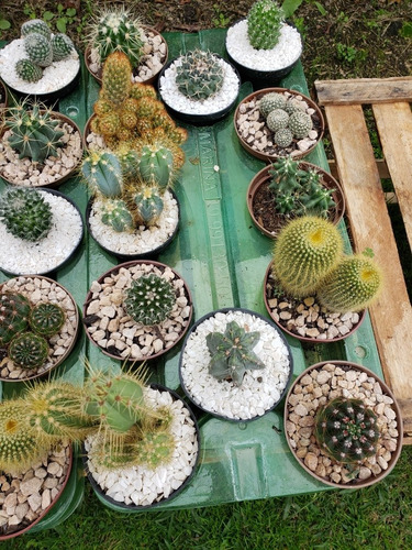 Cactus Varios Bandejas Por 12 Oferta Hasta Agotar Stock 