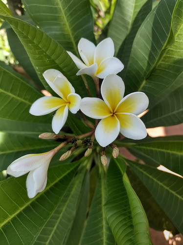 Jazmín Blanco Y Amarillo