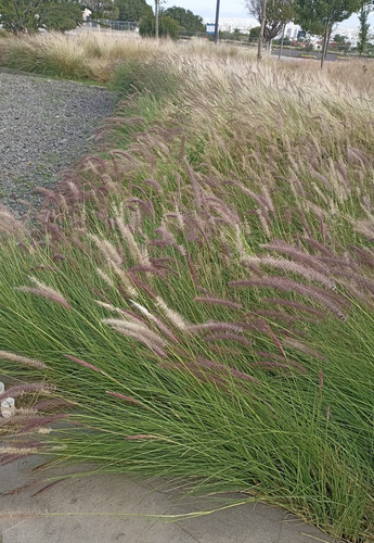 Cenchrus Setaceus, Pasto Cola De Zorro, 200 Semillas, Nv
