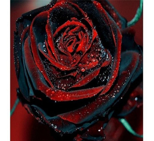 Sobre Para Sembrar 15 Plantas De Rosas Negras Con Borde Rojo | Cuotas sin  interés