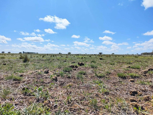 Imagen 16 de 19 de Campo De 95 Has En Ataliva Roca -la Pampa