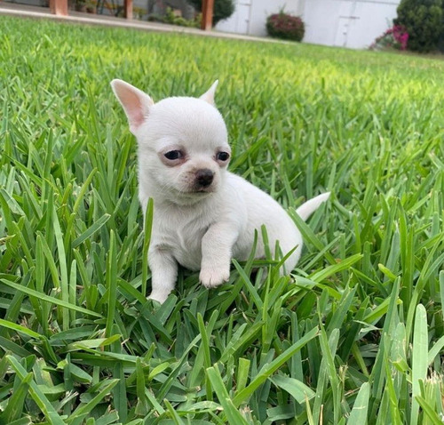 Cachorros Chihuahuas Mini Toy