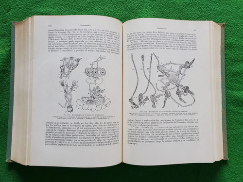 Tratado De Botánica - G. Gola, G. Negri (Usado)
