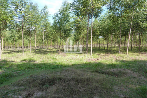 Imagen 12 de 18 de Forestación Eucaliptus En Concordia