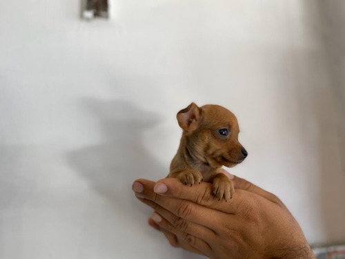 Imagen 1 de 2 de Espectaculares Cachorros Pincher Miniatura Mascotas Rionegro
