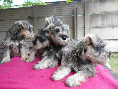 Cachorros Schnauzer Miniatura