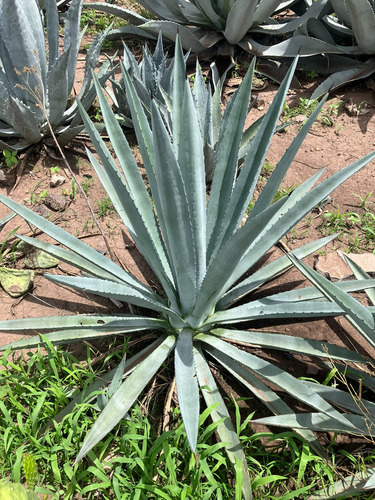 Ejemplar De Agave Espadín Para Decoración 90 Cm