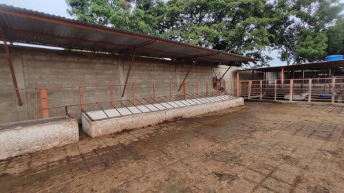 Imagen 5 de 14 de Venta Finca, Guigue Planta Cod. 155496