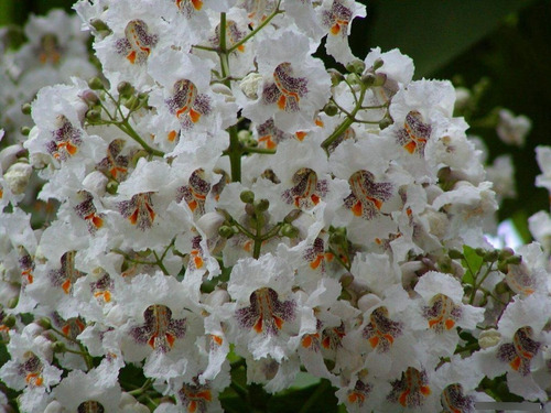 30 Sementes De Trombeteira Árvore Melífera Apícola Catalpa