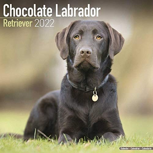 Libro: Chocolate Lab Calendar Labrador Retriever Dog Breed