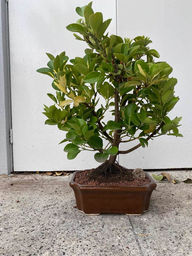 Bonsai De Ebonimus Variegado