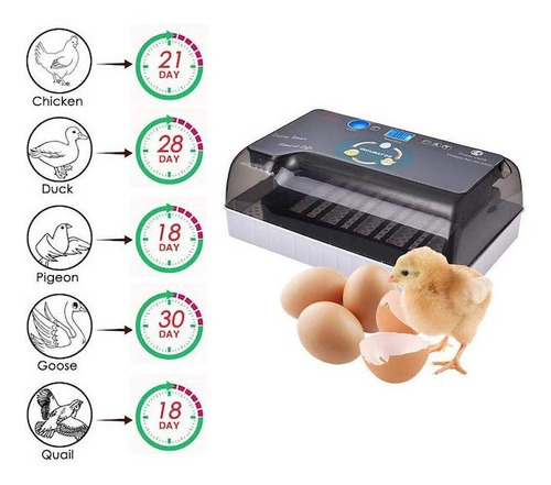 Imagen 5 de 8 de Incubadora 36 Huevos Nacedora Gallina Pavo Pato Aves Pollos