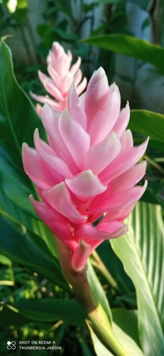 Bulbo De Heliconia Zingiber Alpinia Rosa (Usado)