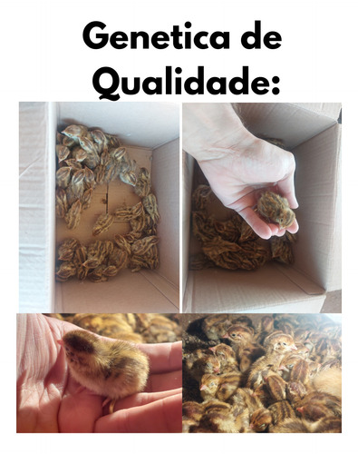Kit 20 Ovos Férteis, Galado Codorna Japonesa, Comun.