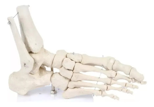 Anatomia Do Pé / Esqueleto Do Pé / Anatomia Humana