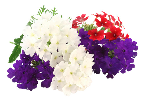 Sementes De Verbena Nana Compacta Sortida Flor