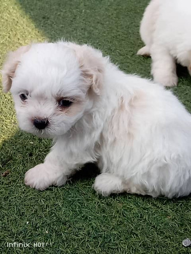 Cachorros Poodle 