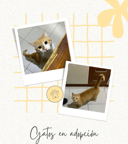 Gatos En Adopción En Caracas