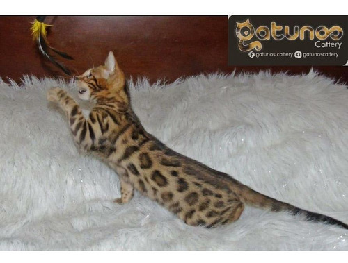 Hermosos Gaticos Bengali