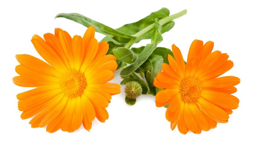 1 Libra Semillas De Calendula Officinalis - Caléndula