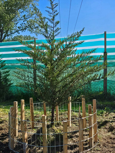 4d2b + Terraza Seminueva (36685)